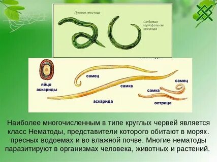Сообщение про круглых червей