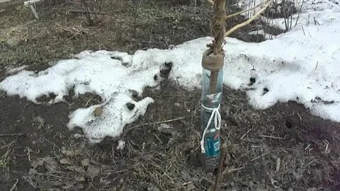 Мыши яблоню