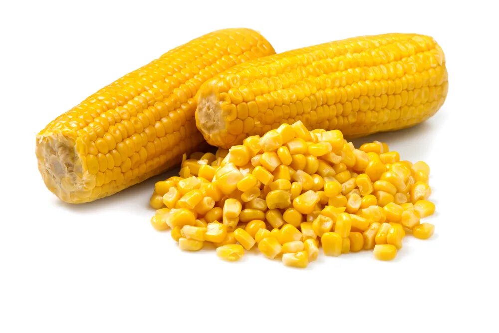 Mays corn. Кукуруза сахарная Лакомка. Маисовая кукуруза. Кукуруза на белом фоне. Кукурузные зерна.