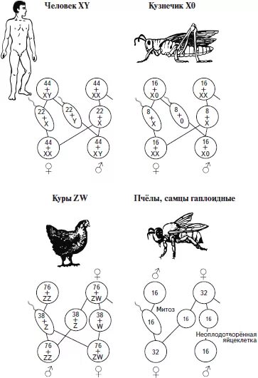 Гетерогаметный пол у птиц. Гетерогаметный пол у птиц женский пол. Определение пола у различных организмов. Женский пол гетерогаметен.