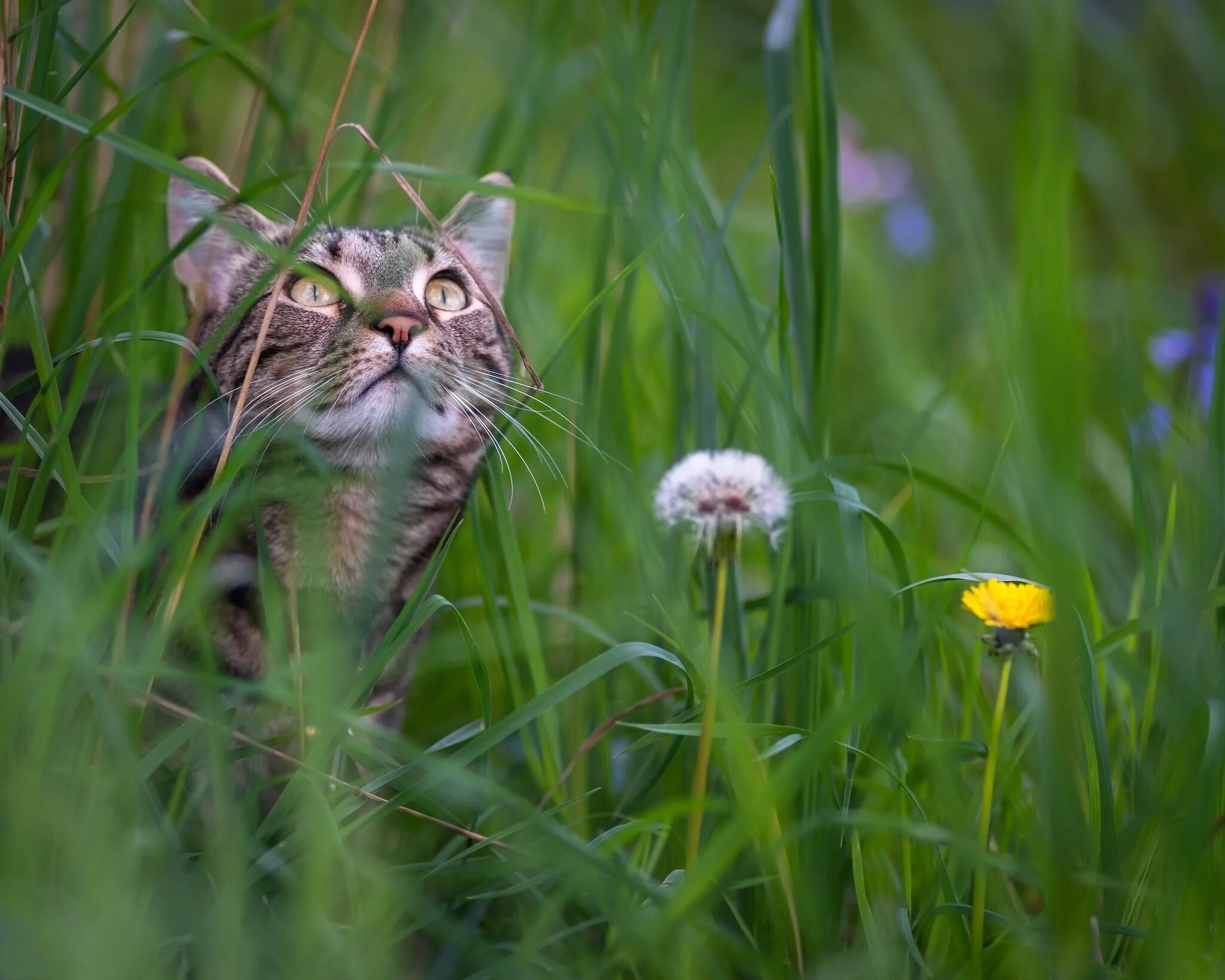 Cat plants. Трава для кошек. Кот в траве. Кот в одуванчиках. Котенок в траве.