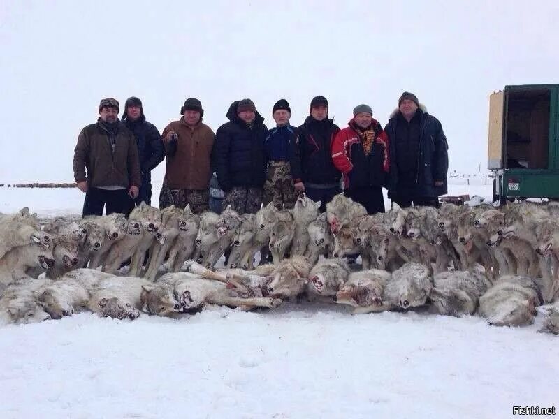 Где сейчас волки