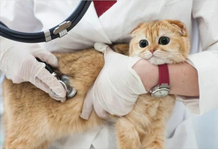 10 Vet Reviewed Facts About Cat Anal Glands - Catster