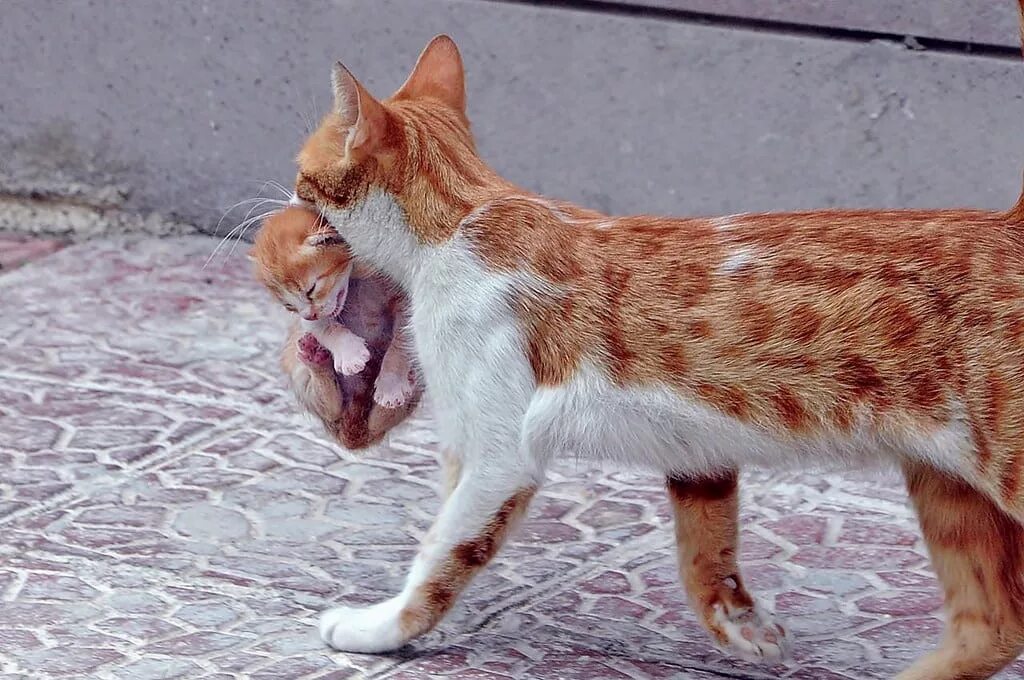 Кошка несет котенка. Котенок за шкирку. Кошка нечеи котенка. Кошка несёт котёнка за шкирку. Почему кошки мам мам