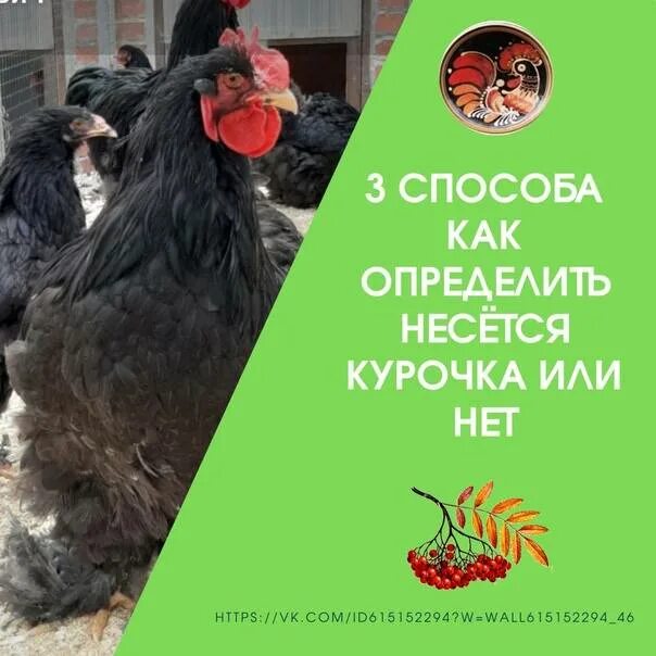Как узнать несется ли курица. Как определить несется курица или нет. как понять несется курица или нет. как отличить несется курица или нет.