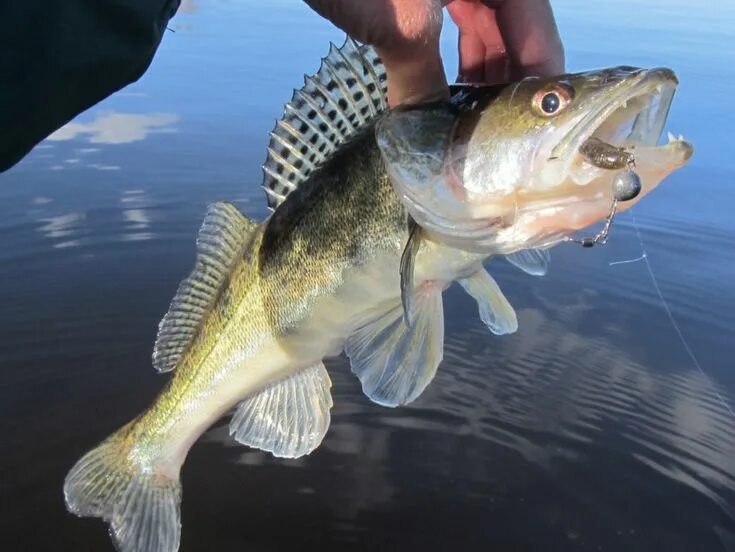 Big river Zander I was fishing in the river Elbe (Germany). Flickr