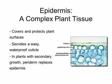 Plant tissues