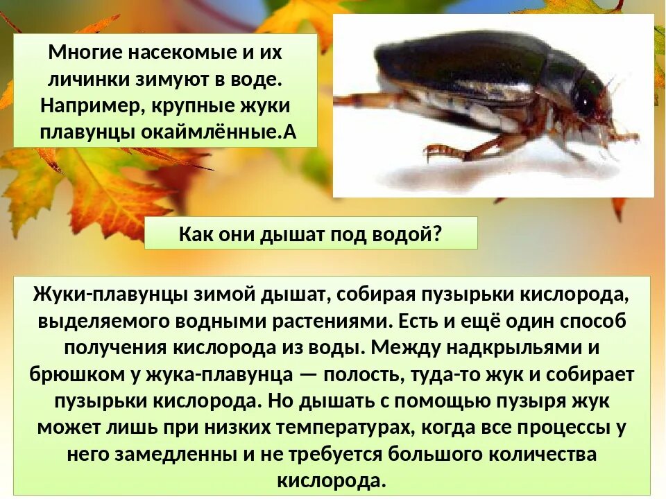 Почему нет семы жука. Жук плавунец дышит. жук плавунец образ жизни. строение и образ жизни жука плавунца. жук плавунец органы дыхания.