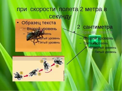 Сколько метров пролетела муха со скоростью 5