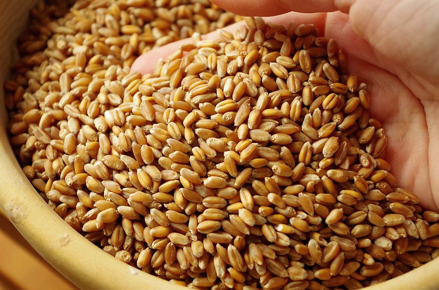 Пшеница зерно. Пшеница необработанная. Цельная пшеница. Пшеница цельная зерновая.