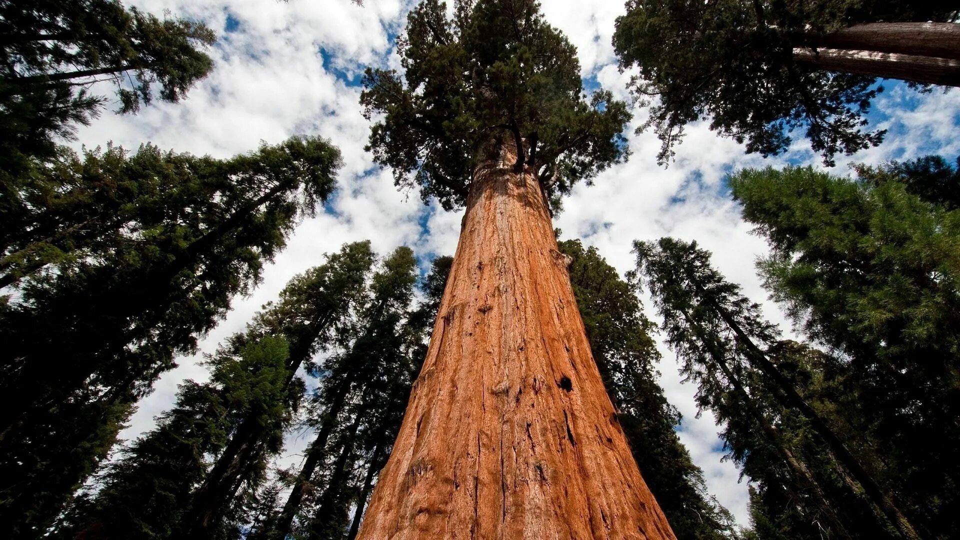 Могучие стволы. Калифорнийская Секвойя Гиперион. Секвойя дерево. Дерево Гиперион Редвуд. Секвойя вечнозелёная Гиперион.