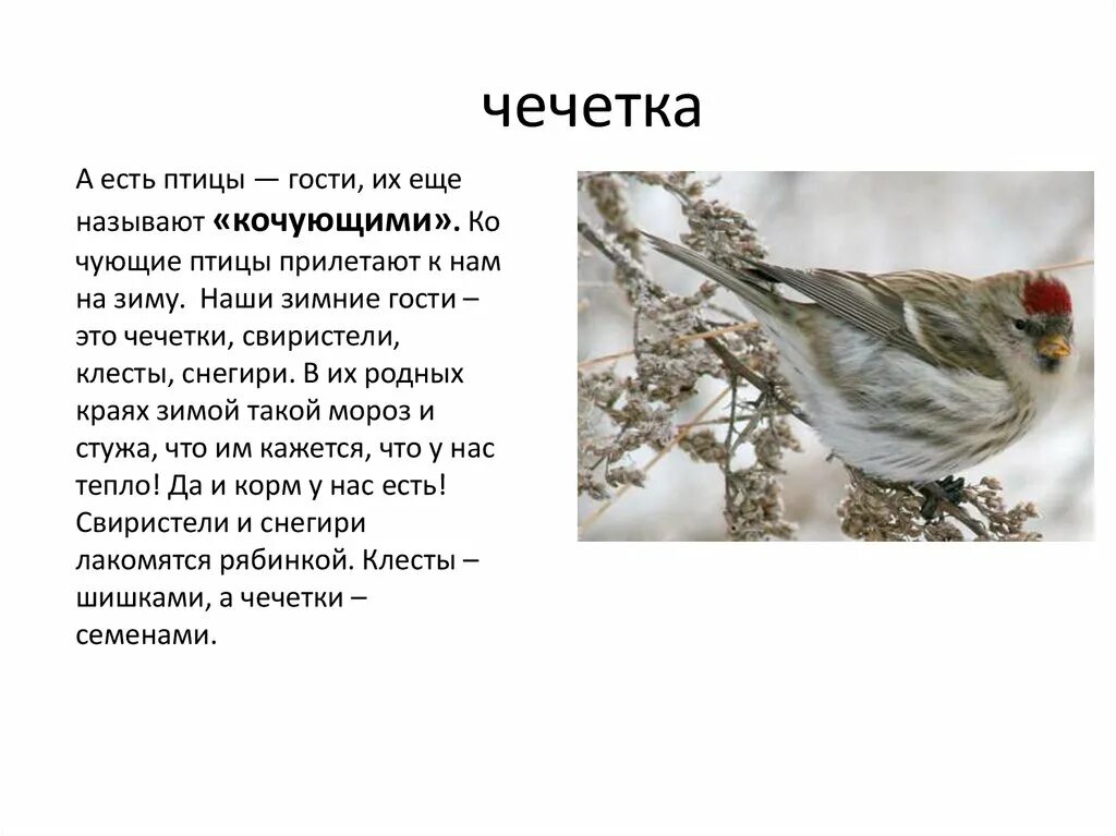 птица чечетка описание. чечётка птица описание. птица чечетка описание. птица чечетка описание. птица чечетка описание.