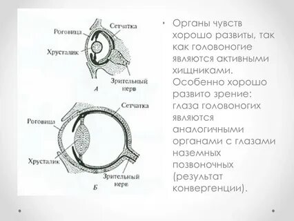Глаз позвоночного