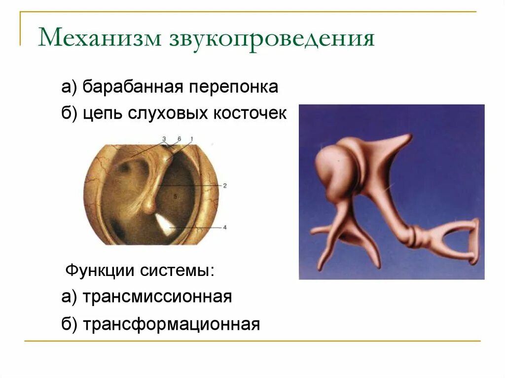 Барабанная перепонка выполняет функции. Микроскопическое строение барабанной перепонки. Стремечко функции. Барабанная перепонка и слуховые косточки. Барабанная перепонка строение.