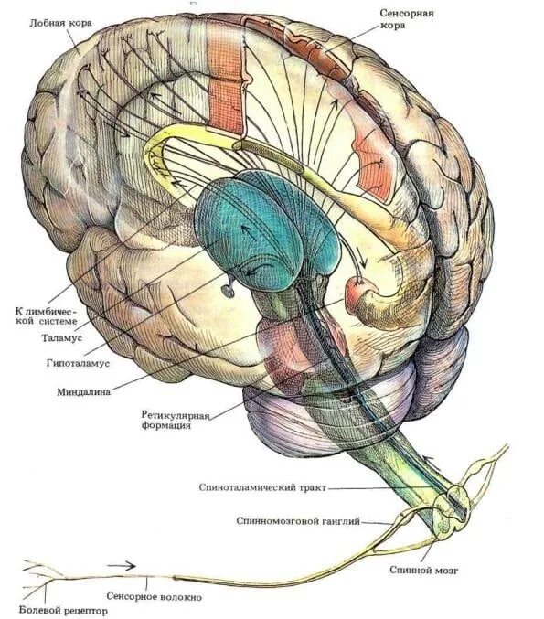 Все проходит через мозг. Таламус анатомия. Ретикулярная формация таламус гипоталамус головного мозга. Таламические структуры мозга. Зрительные центры головного мозга.