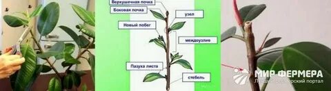 Как обрезать верхушку фикуса