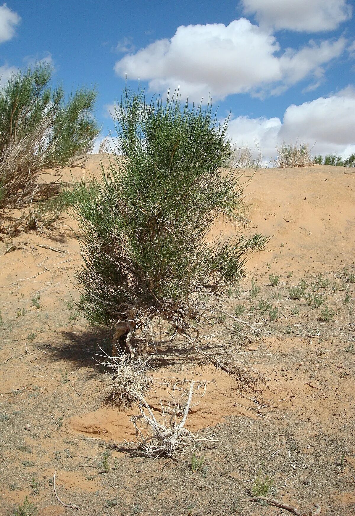 Саксаул растение в казахстане. Пустыня растения джузгун. Саксаул белый. Саксаул растение пустыни. Саксаул в туркмении.