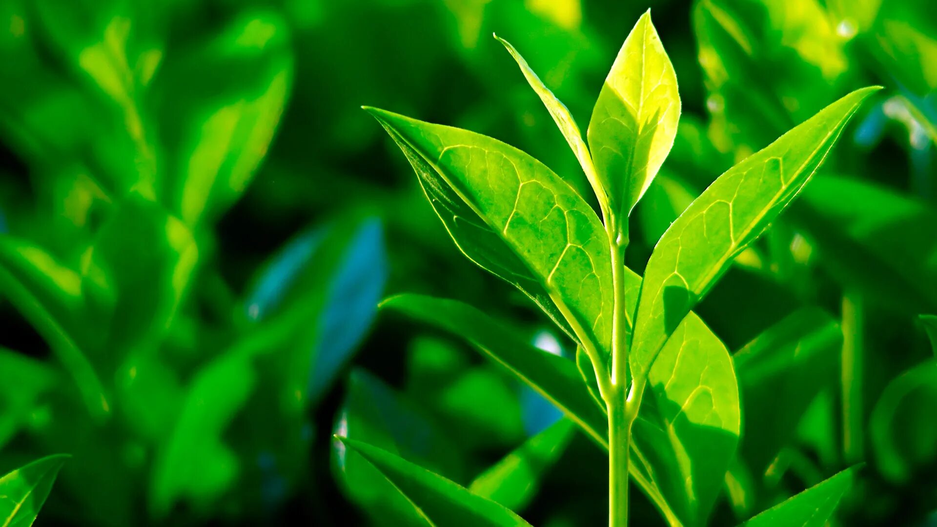 Camellia sinensis чай. Растения Camellia sinensis.. Зеленый чай (Camellia sinensis). Камелия китайская Синенсис. Чайная листва