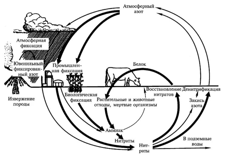 Соединение азота в природе. Круговорот азота бактерии. Нитрификация круговорот азота. Круговорот кислорода в природе схема. Круговорот азота в природе схема.