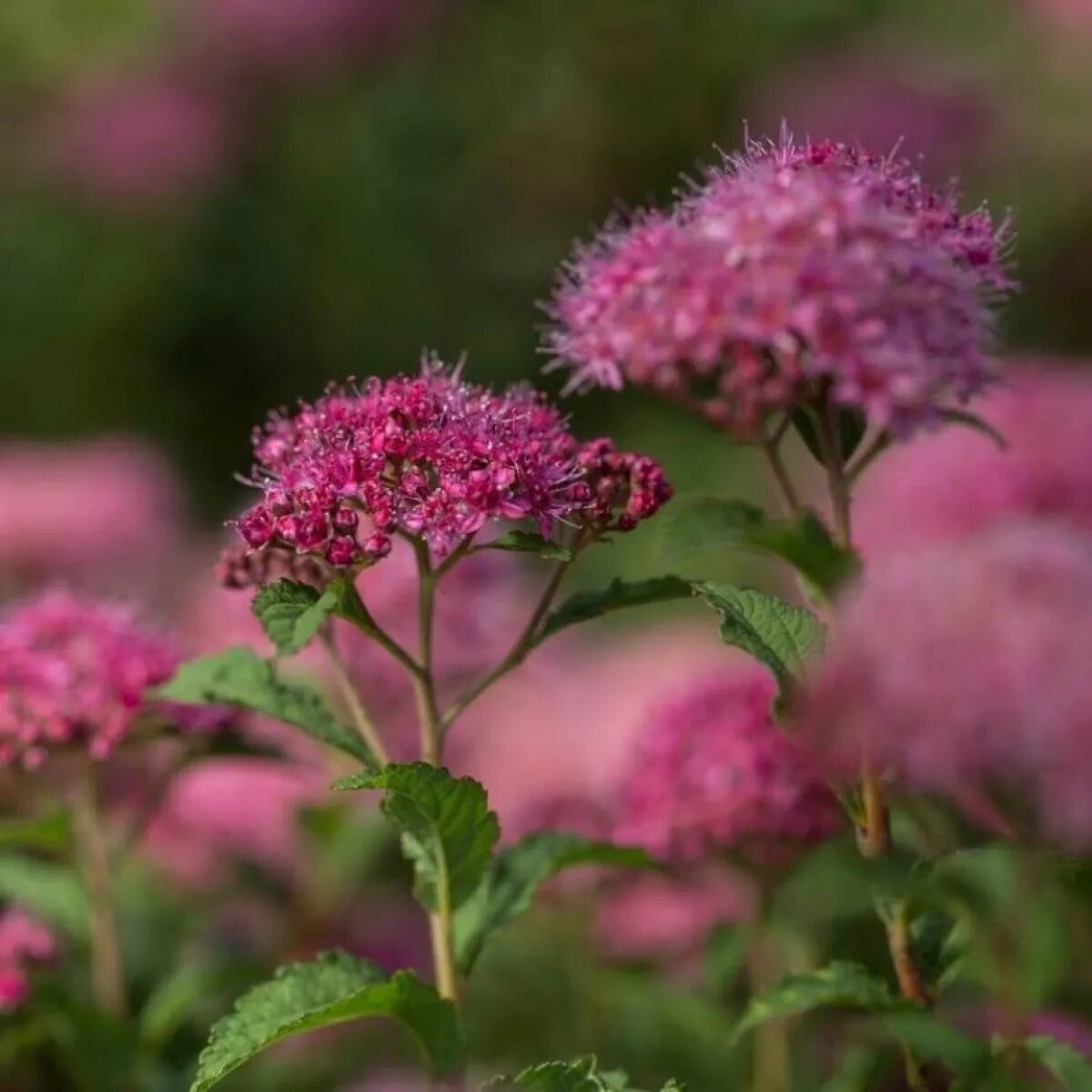 Спирея Бумальда Антони Ватерер. Спирея японская (Spiraea japonica `Superstar`). Спирея японская Бумальда. Спирея Бумальда Фробели. Спирея японская антони ватерер фото