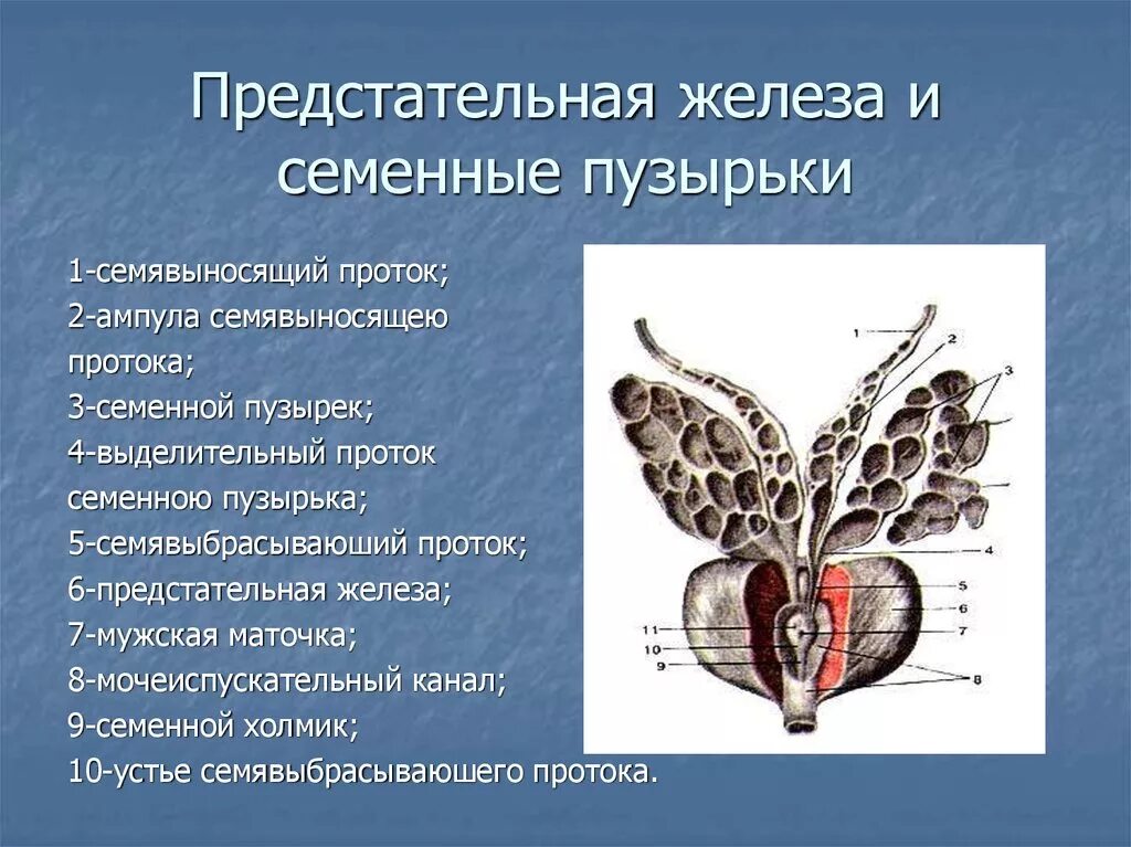 Простата 65. Маточка простаты анатомия. Семенные пузырьки анатомия строение. Семявыносящий проток и семенные пузырьки. Предстательная железа и семенные пузырьки анатомия.