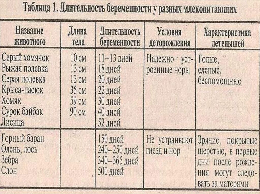 Продолжительность жизни животных таблица. Сроки беременности различных животных. Продолжительность беременности у разных животных. Продолжительность беременности у разных животных таблица.