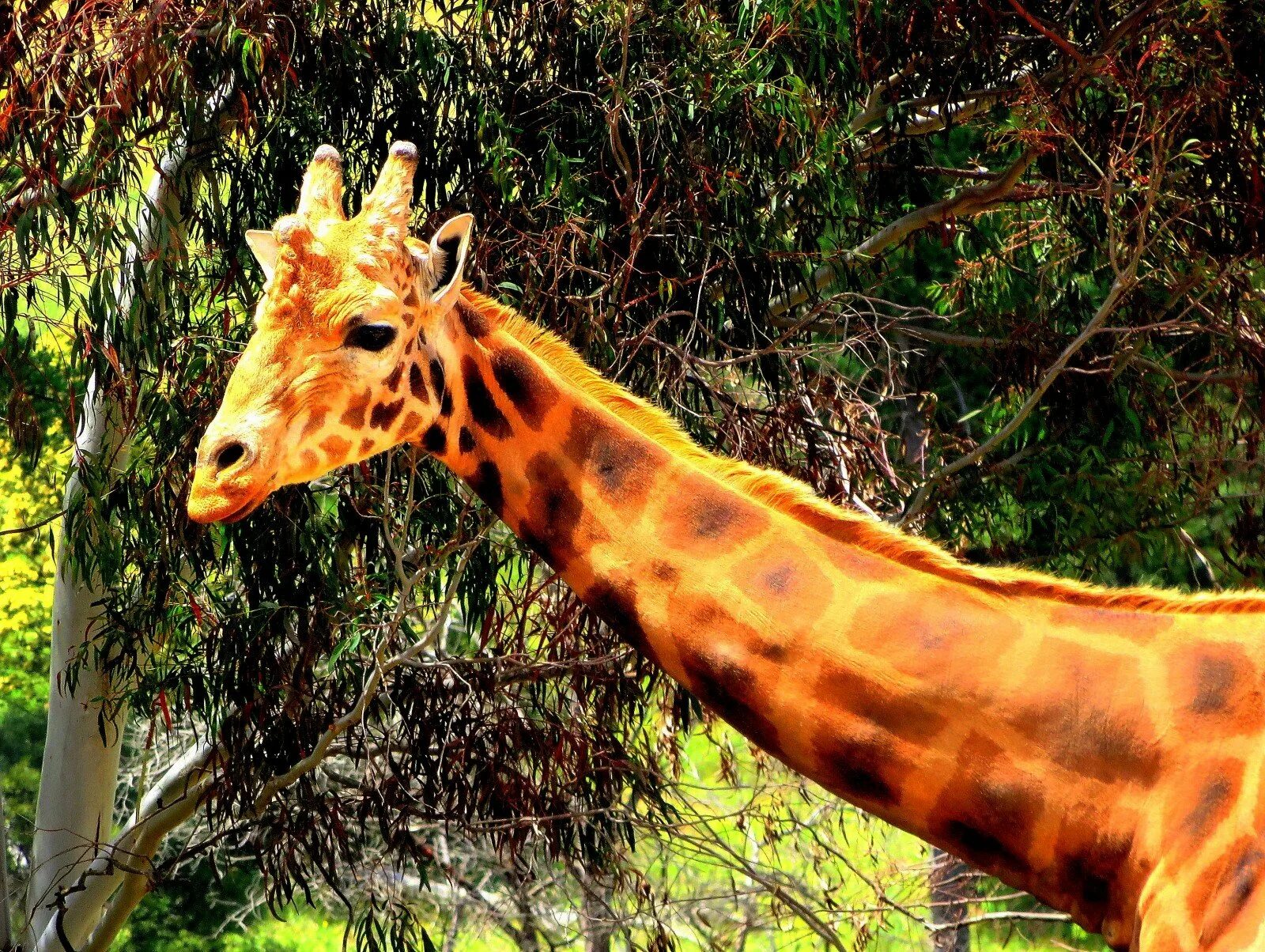 КОРОТКОШЕЙНЫЙ Жираф. Мелвин Жираф. Жираф в природе. Жирафы в природе.
