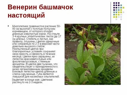 Редкие охраняемые виды растений