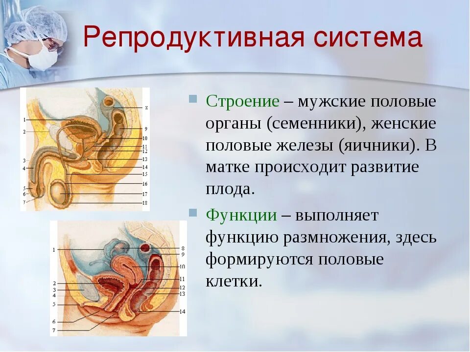Как называют женскую половую