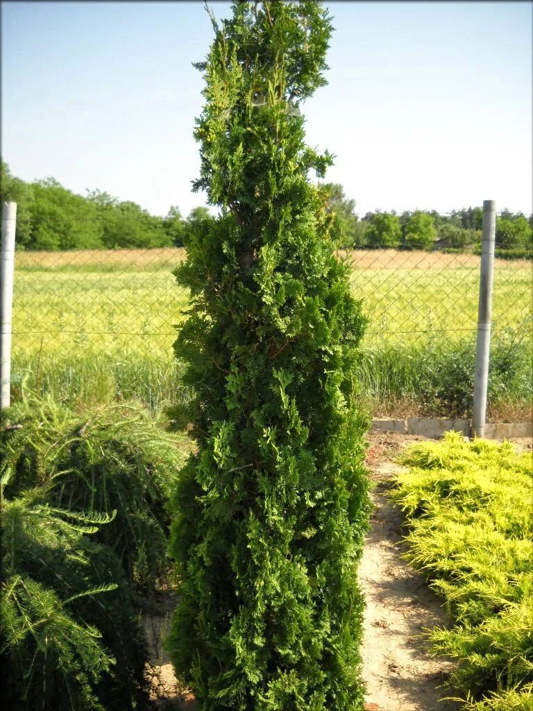 Туя Западная Спиралис. Туя Западная «spiralis» (Thuja occidentalis «spiralis»). Tуя Западная "Спиралис". Туя Западная Спиралис Thuja occidentalis spiralis. Пирамидалис компакта