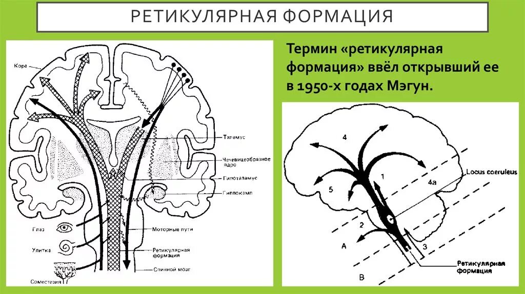 Рас ретикулярная активирующая система. Ретикулярная формация мозгового ствола. Ретикулярная формация схема работы. Ретикулярная формация спинного мозга.