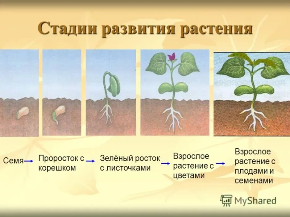 Какой процесс предшествует прорастанию зерна