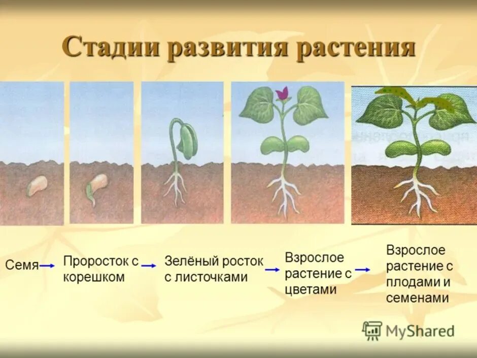 Появление вегетативных органов появление семени. Прорастание семян огурца схема. Стадии прорастания семян фасоли. Этапы развития растений. Стадии развития растений.