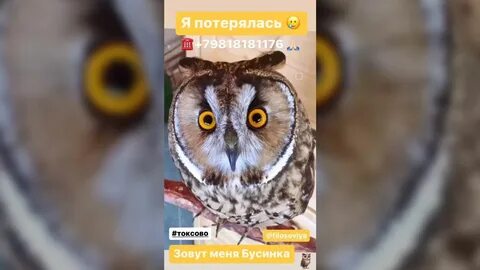 Совы прилетают в полночь аудиокнига