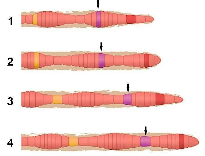 Сегментированные черви. Схема движения дождевого червя. Передвижение дождевого червя. Строение дождевого червя. Сегменты дождевого червя.