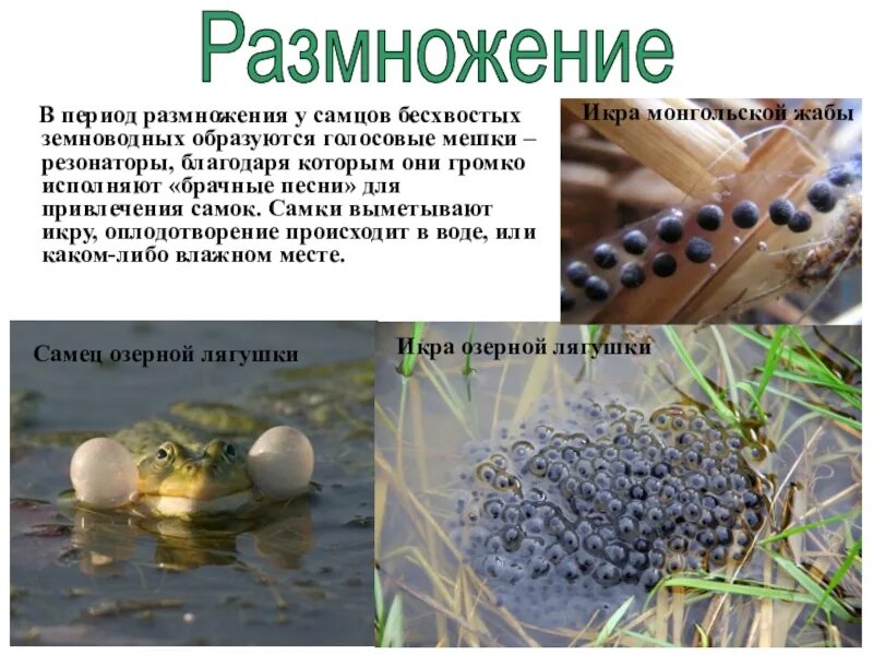 Годовой жизненный цикл земноводных. Размножение земноводных. оплодотворение бесхвостых земноводных. размножение бесхвостых. размножение амфибий.