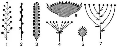 Еркек әйелдің мысығын жалайды