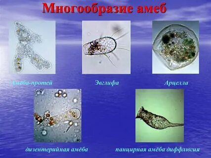 Многообразие амеб