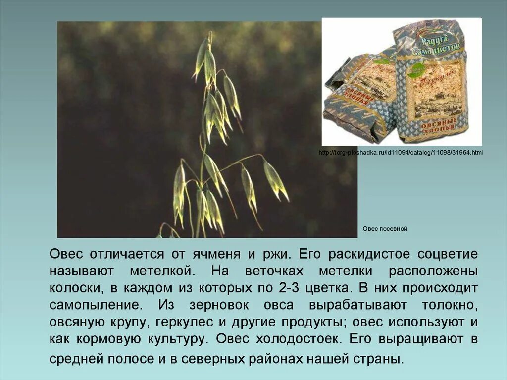 Овес содержание. Овес. овес описание растения. культурные растения овес. овес краткое описание.
