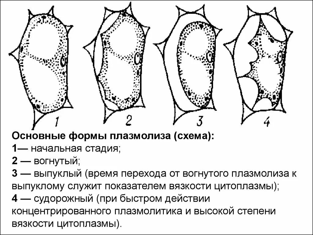 Явление плазмолиз. Типы плазмолиза растительной клетки. Тургор плазмолиз деплазмолиз. Формы плазмолиза растительных клеток. Плазмолиз строение клетки.