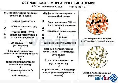 Стадии острой постгеморрагической анемии