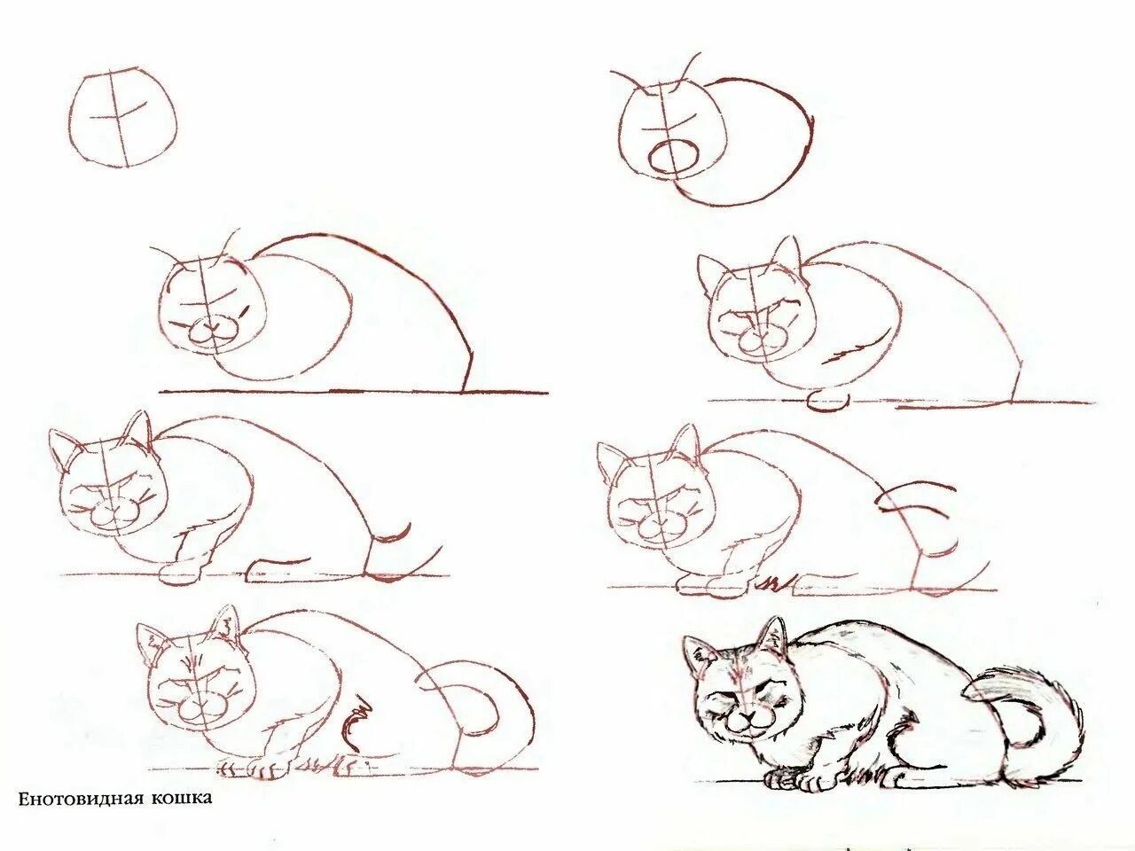 Рисовать поэтапно котиков. Кошка рисунок карандашом поэтапно. Схема рисования кошки. Рисунок кошки для начинающих. Поэтапное рисование кошки карандашом для начинающих.