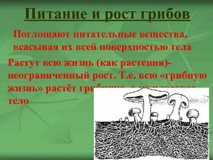 У животных есть ограниченный рост