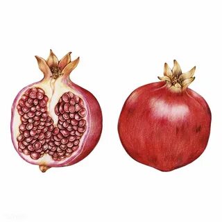 Гранат рисунок вектор