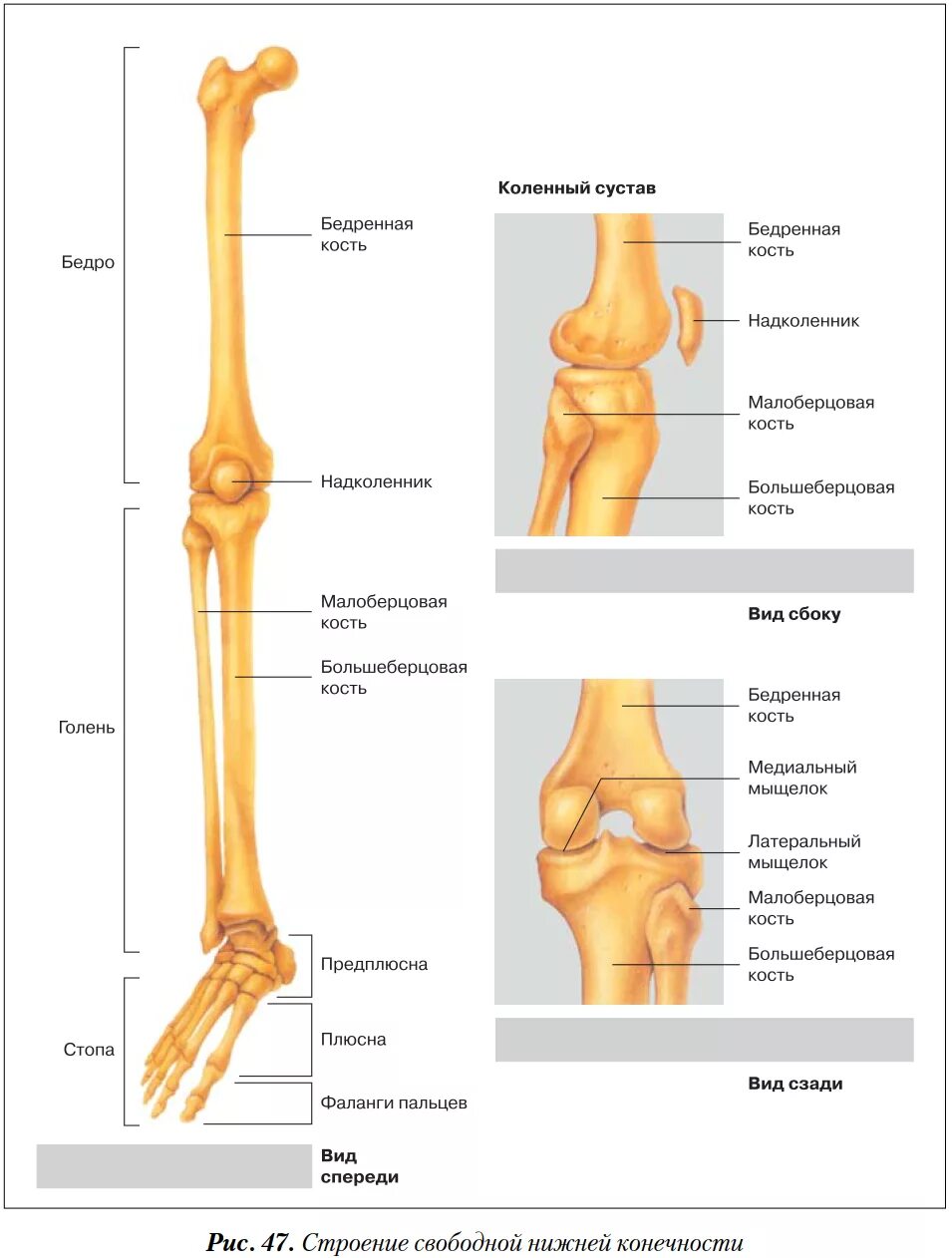 Части нижней конечности. Голень суставы анатомия строение. Строение костей ноги. Строение костей конечностей человека. Нога анатомия строение кости.