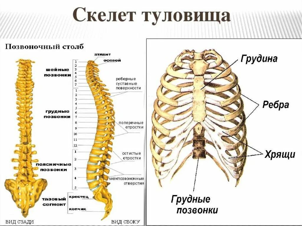 Кости позвоночника бедро и печень покажи. Скелет туловища. Отделы позвоночника. Грудная клетка. Скелет туловища позвонки анатомия. Скелет туловища анатомия грудной позвонки. Скелет туловища позвоночник и грудная клетка.