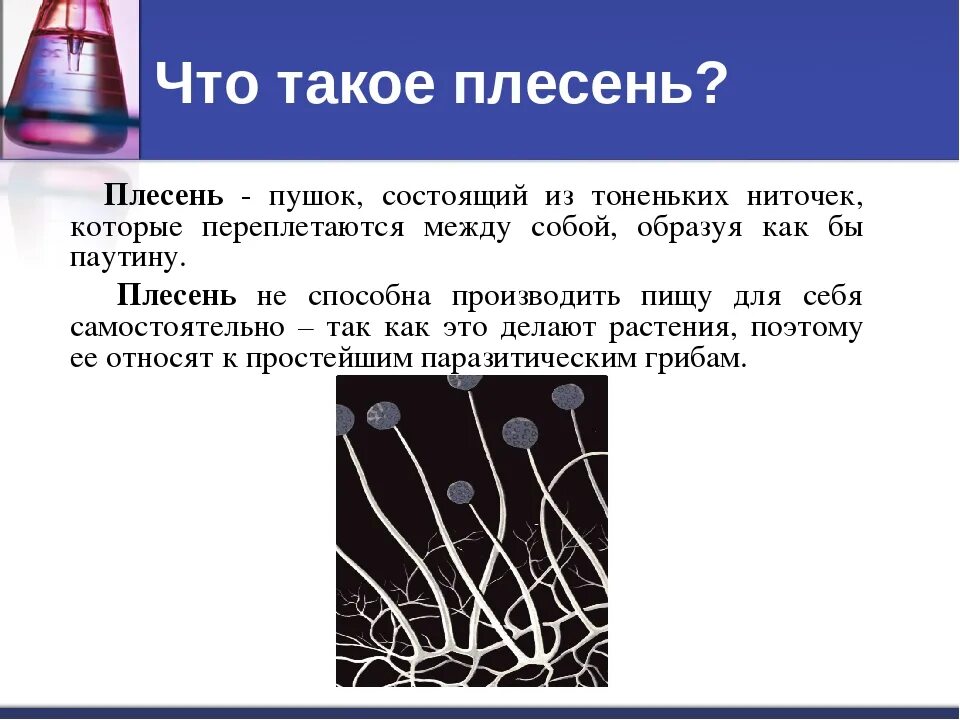 Плесень другими словами. Плесень. Плесень дошкольникам. Что такое плесень определение для детей. Информация о плесени.