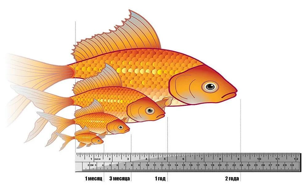 Золотая рыбка Размеры. Размер золотой рыбки в аквариуме. Какого размера вырастают золотые рыбки. Карповая Золотая рыбка. Со скольки лет можно рыбу