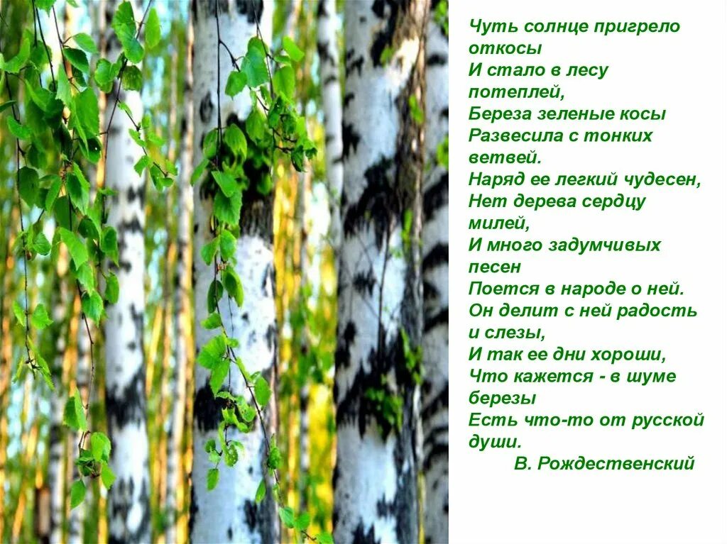 Береза очень созвучна русской природе впр. Береза зеленые косы развесила с тонких ветвей. Чуть солнце пригрело откосы и стало в лесу. Береза чуть солнце пригрело откосы и стало в лесу потеплей.