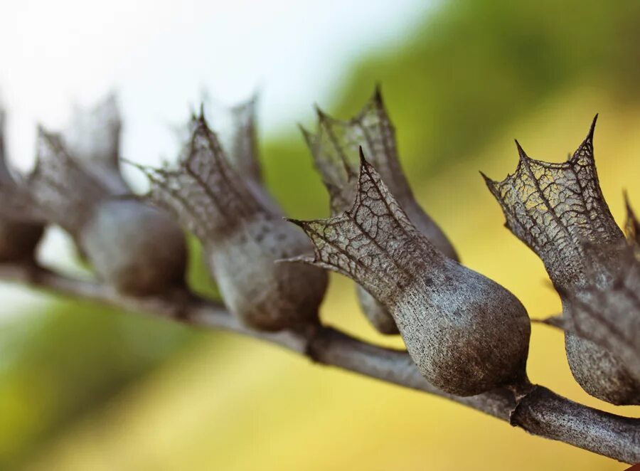 Белена растение семена. Коробочка белены. Семечки белены. Трава белена семена. Коробочка белены.